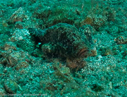 BD-090927-Lembeh-9274439-Synanceia-verrucosa.-Bloch---Schneider.-1801-[Stonefish.-Stenfisk].jpg
